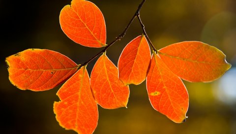 Листья, желтый, осень, ветвь, вены