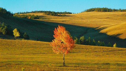 Береза, сибирская, полевая, осенняя, желтая, оттенки