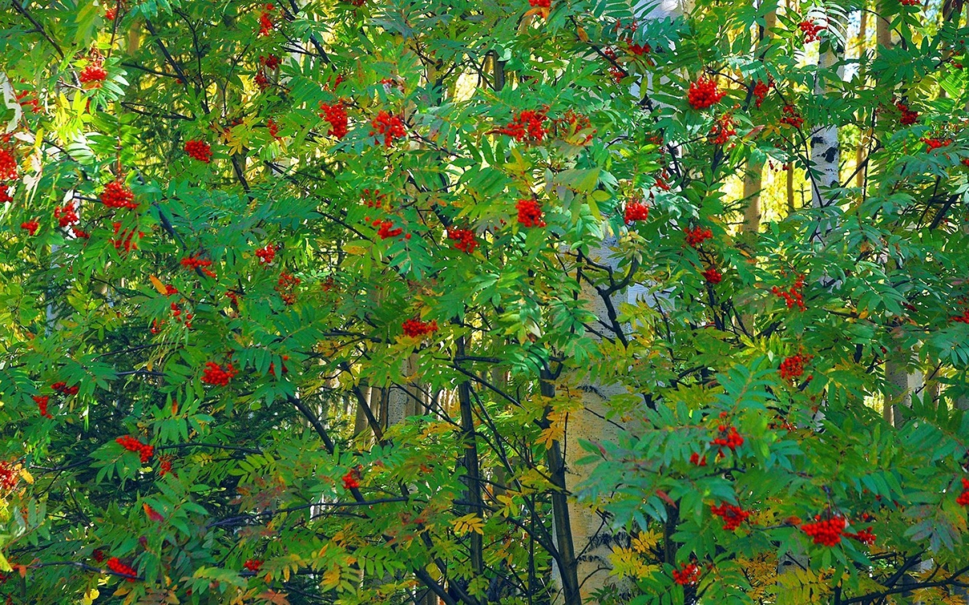 Картинки Ясень, дерево, ягода, фрукты, осень, листья фото и обои на рабочий стол