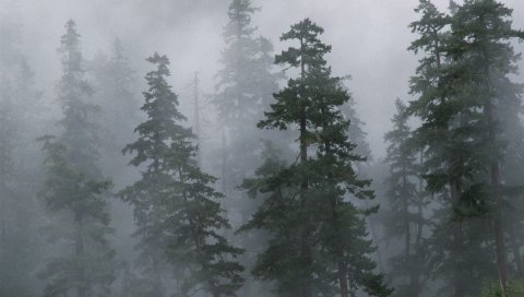 Дерево, деревья, хвойные, туман, дымка, сибирский