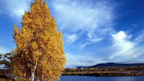 Береза, берега, осень, листья, река, вода, сибирская