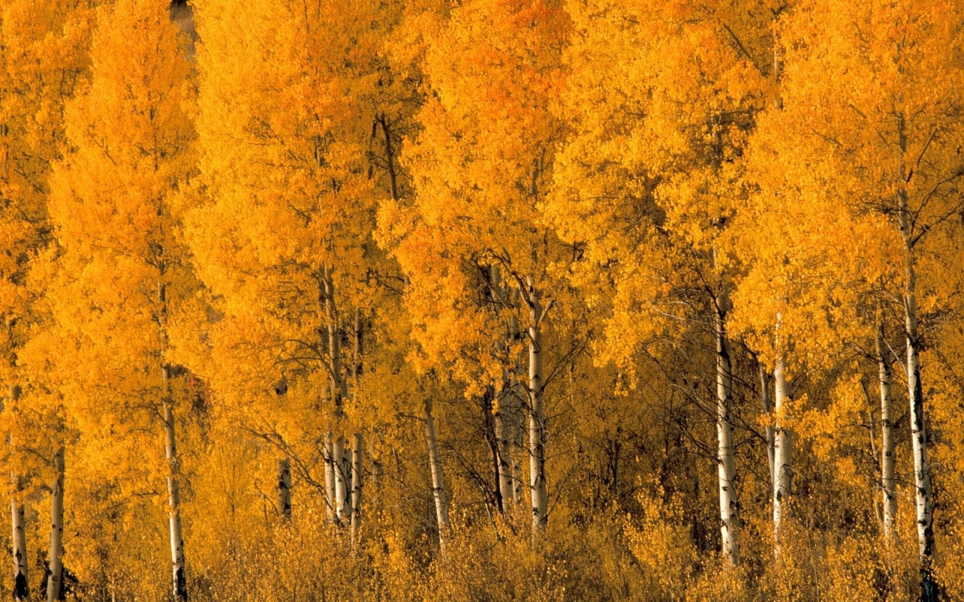 Картинки Деревья, березы, осень, кроны, кусты, листья, желтый фото и обои на рабочий стол