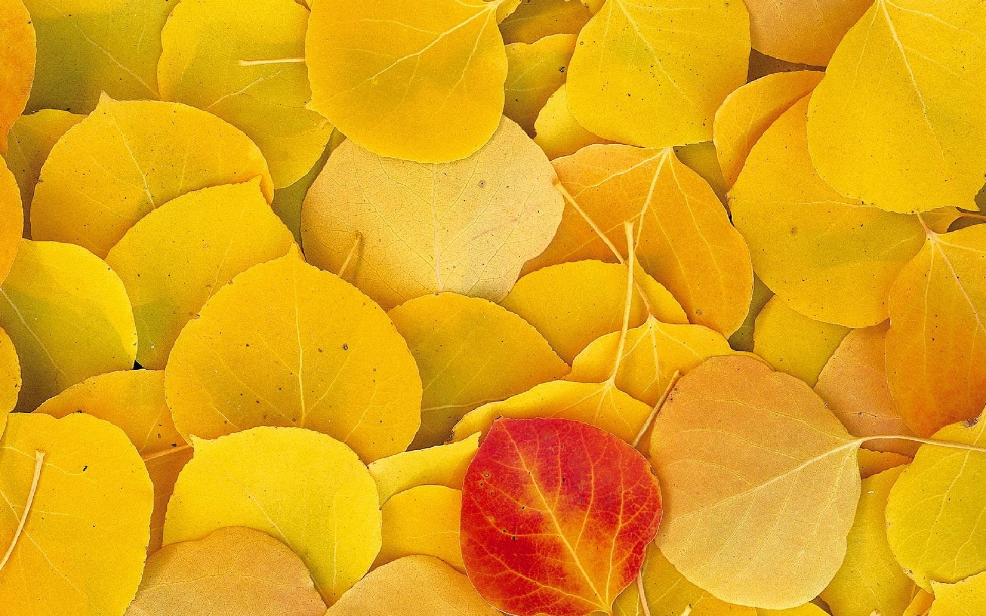 Картинки Листья, осень, береза, желтый, красный фото и обои на рабочий стол