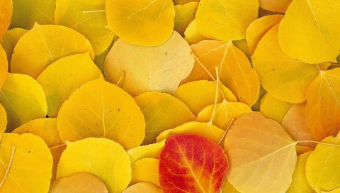 Листья, осень, береза, желтый, красный