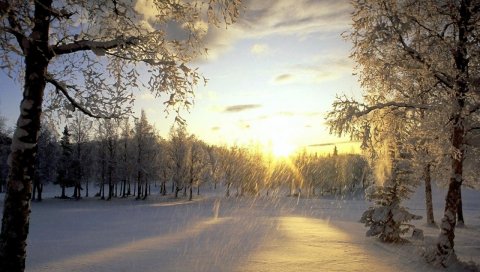 Деревья, снег, иней, солнце, свет, хлопья
