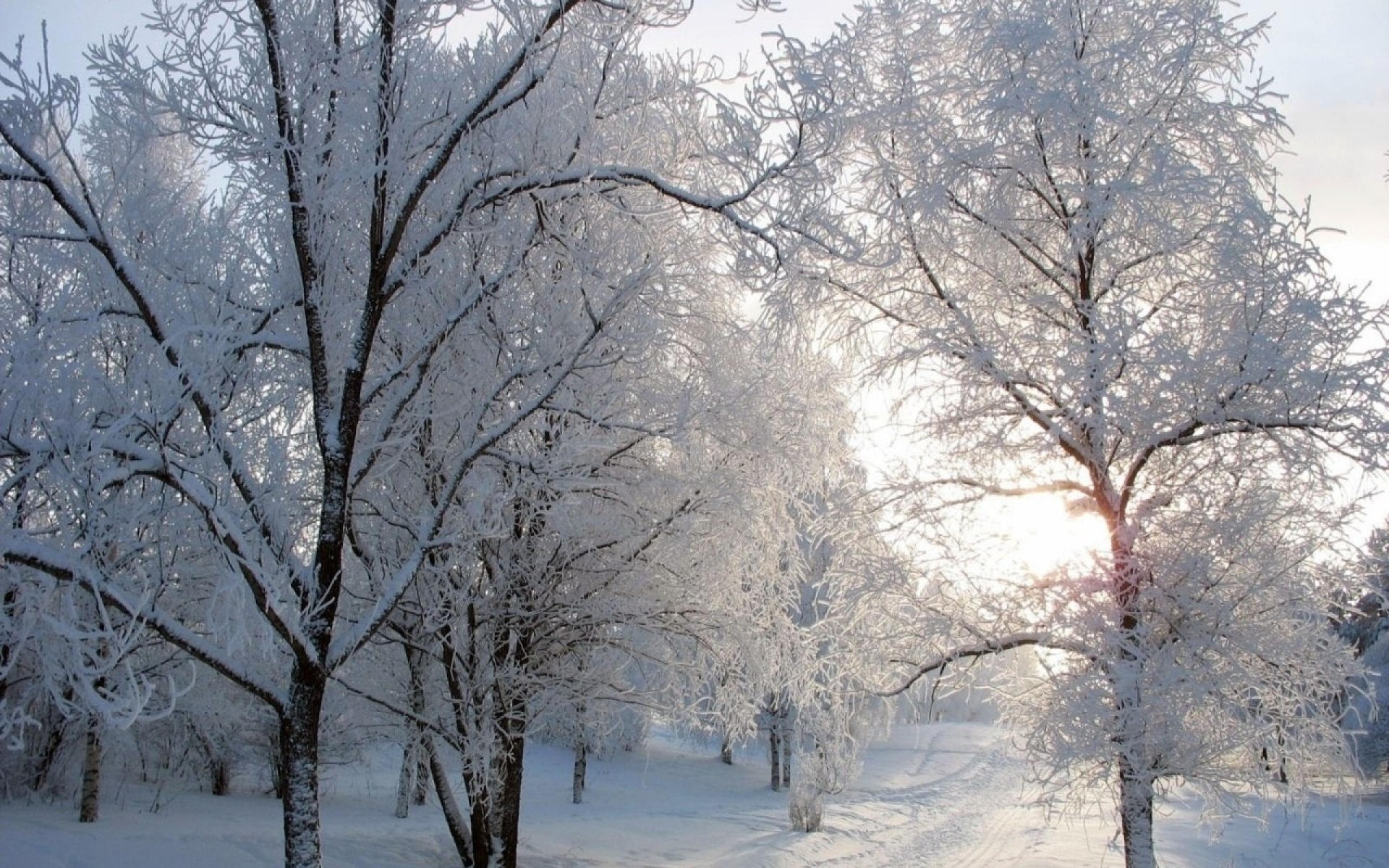 Январь году начало зимы. Деревья в снегу. Зимний пейзаж. Зимний день. Зимнее дерево.