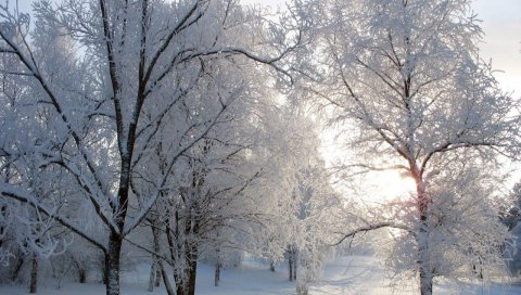 Деревья, трасса, проспект, иней, снег, зима