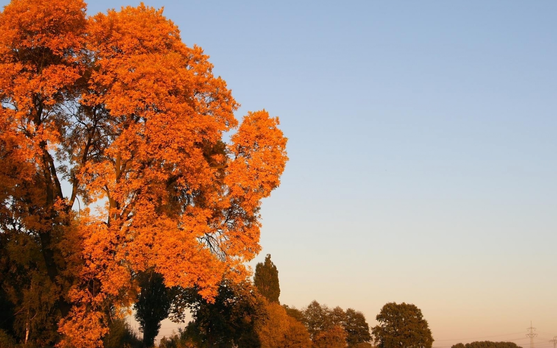 Картинки Осень, деревья, листья, желтый, поле, небо фото и обои на рабочий стол