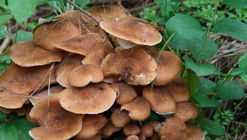 Мухомор, гриб, ядовитый, трава, земля, колючки