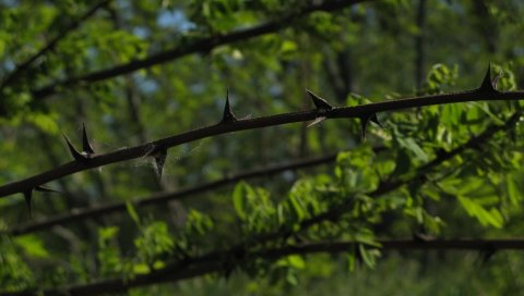 Шипы, колючки, зелень, растительность