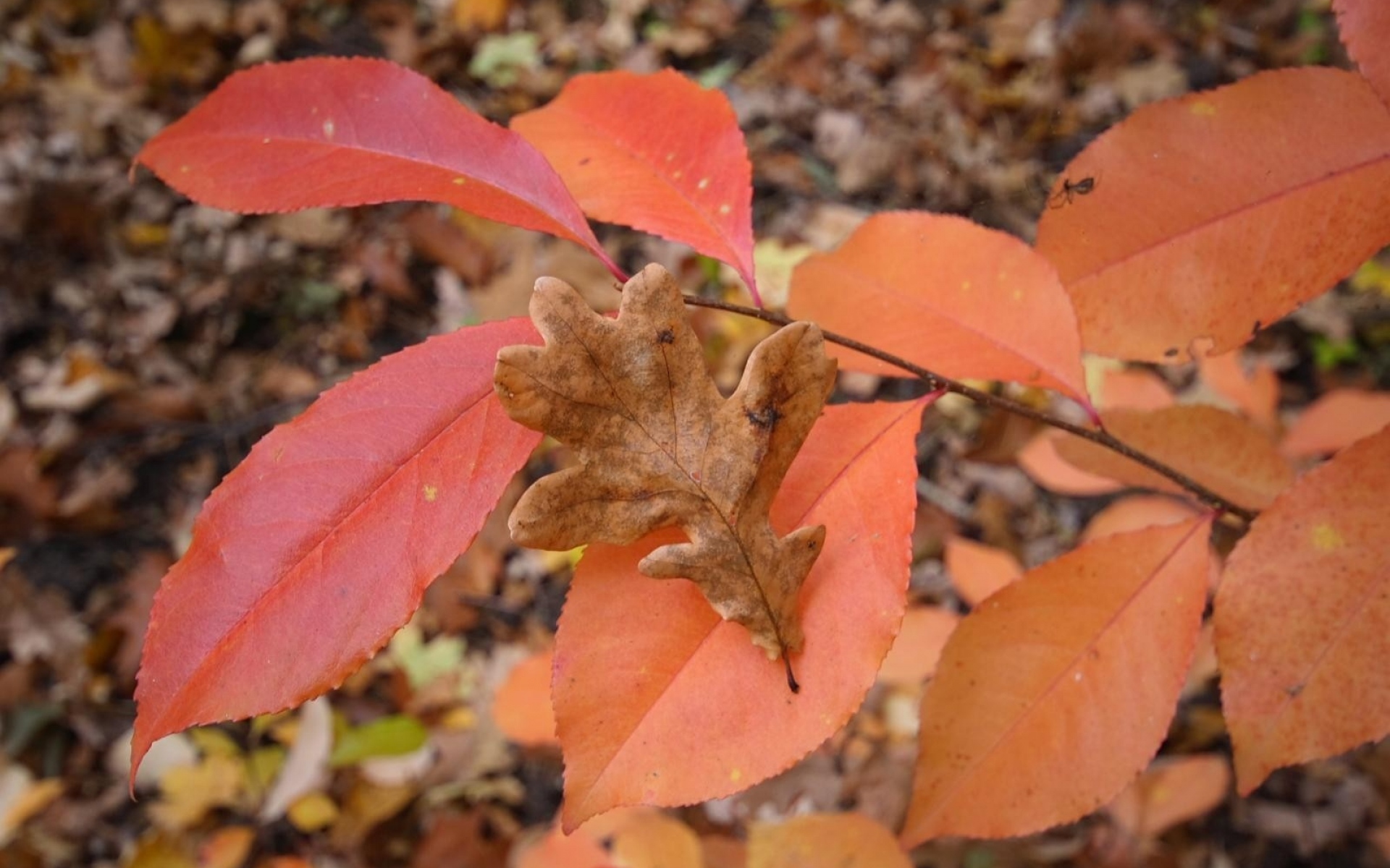 Картинки Листья, осень, дерево, разноцветные, дуб фото и обои на рабочий стол