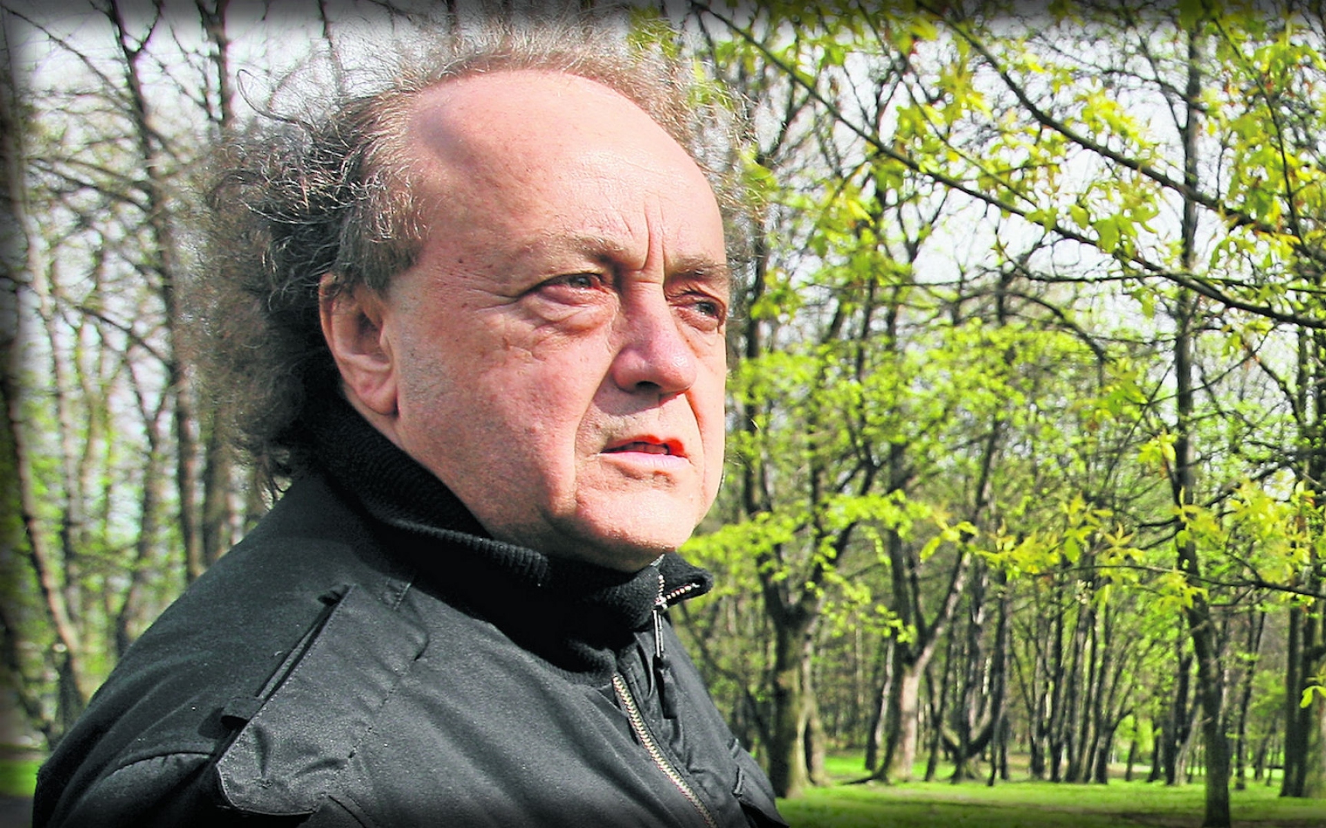 Картинки Jozef skrzek, деревья, дневной свет, листья, лес фото и обои на рабочий стол