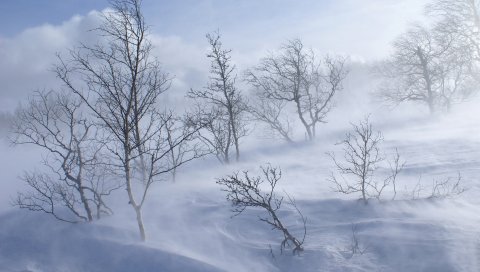 Деревья, горы, метель, снег, ветер
