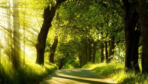 Дорога, деревья, солнечный свет, лучи, зелень, лето