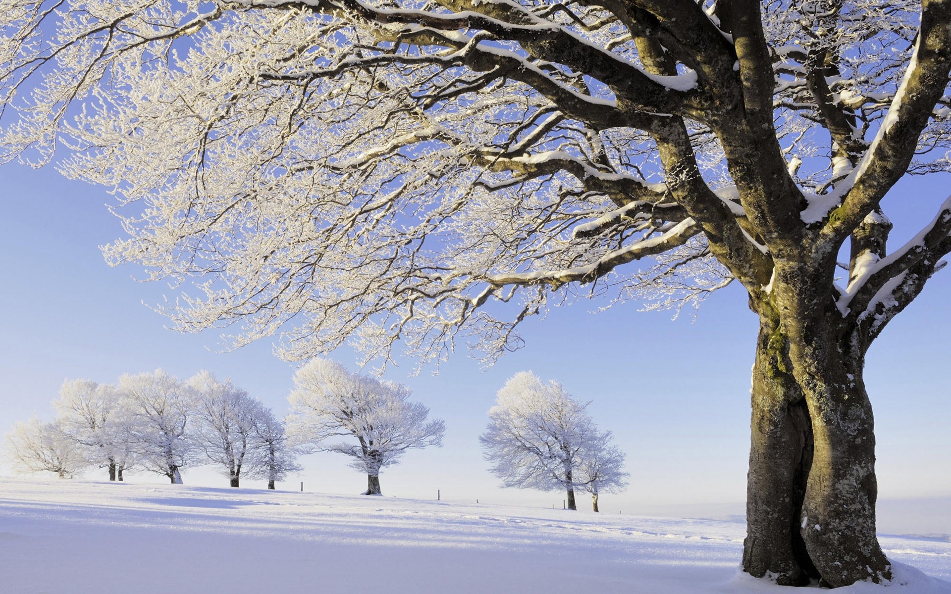 Картинки Деревья, снег, иней, ветви, число, поле фото и обои на рабочий стол