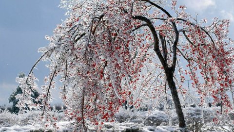 Дерево, ветки, фрукты, снег, лед