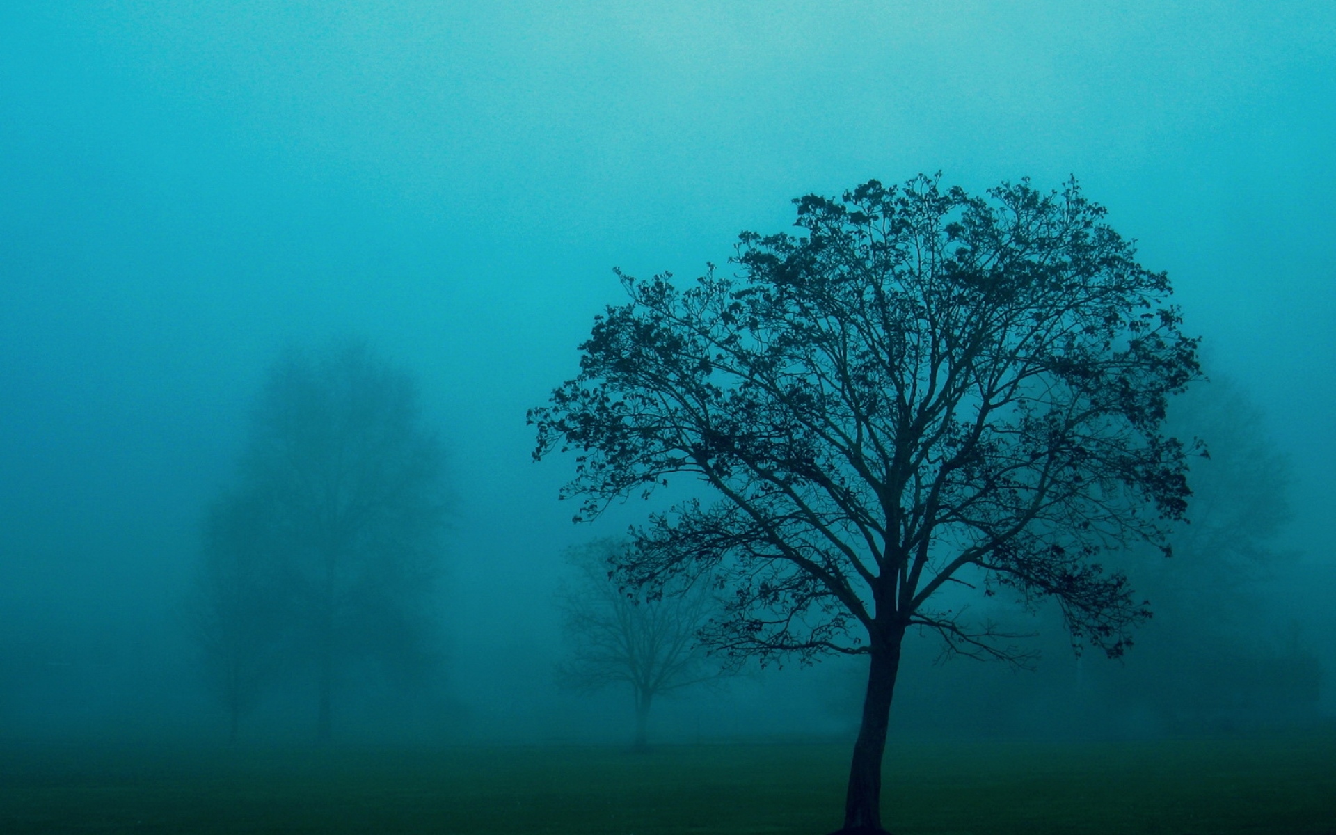 Дерево молчания. Деревья. Мрачное одинокое дерево. Деревья в тумане. Голубой туман.