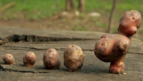 Виноград, деревья, урожай, осень, кластеры, листья, фрукты