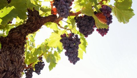 Виноград, дерево, прут, фрукты