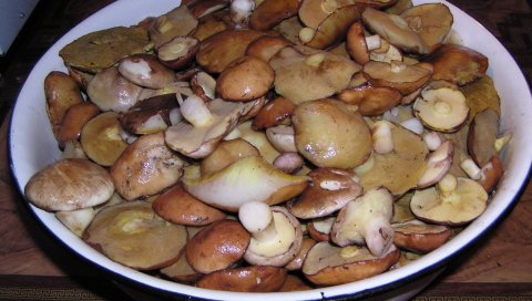 Грибы, блюда, ассорти