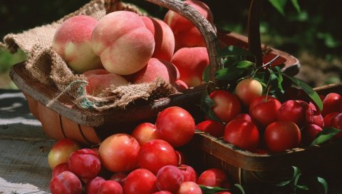 Персики, сливы, фрукты, ягоды, свежие, корзина
