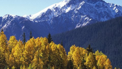 Горы, вершина, деревья, осень, желтый