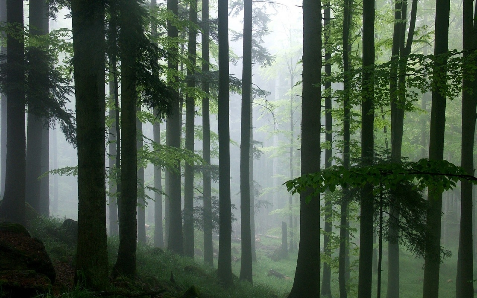 Сквозь лес и дым геншин. Лес Геншин. Туманный лес. Природа леса. Пейзаж лес.