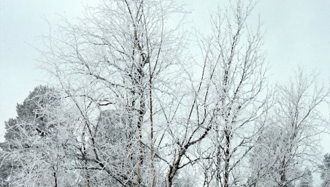 Ветви, деревья, кроны, снег, иней