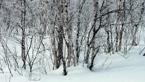 Деревья, снег, сугробы, зима, ветки, белый
