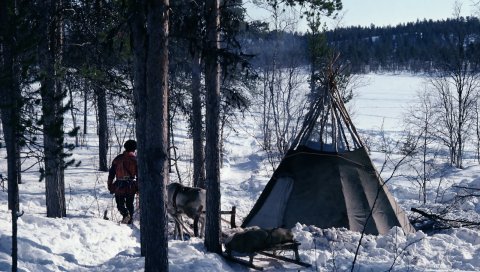 Палатка, дым, олень, человек, дерево, зима, снег
