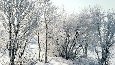 Деревья, снег, иней, мороз, ветви, березы