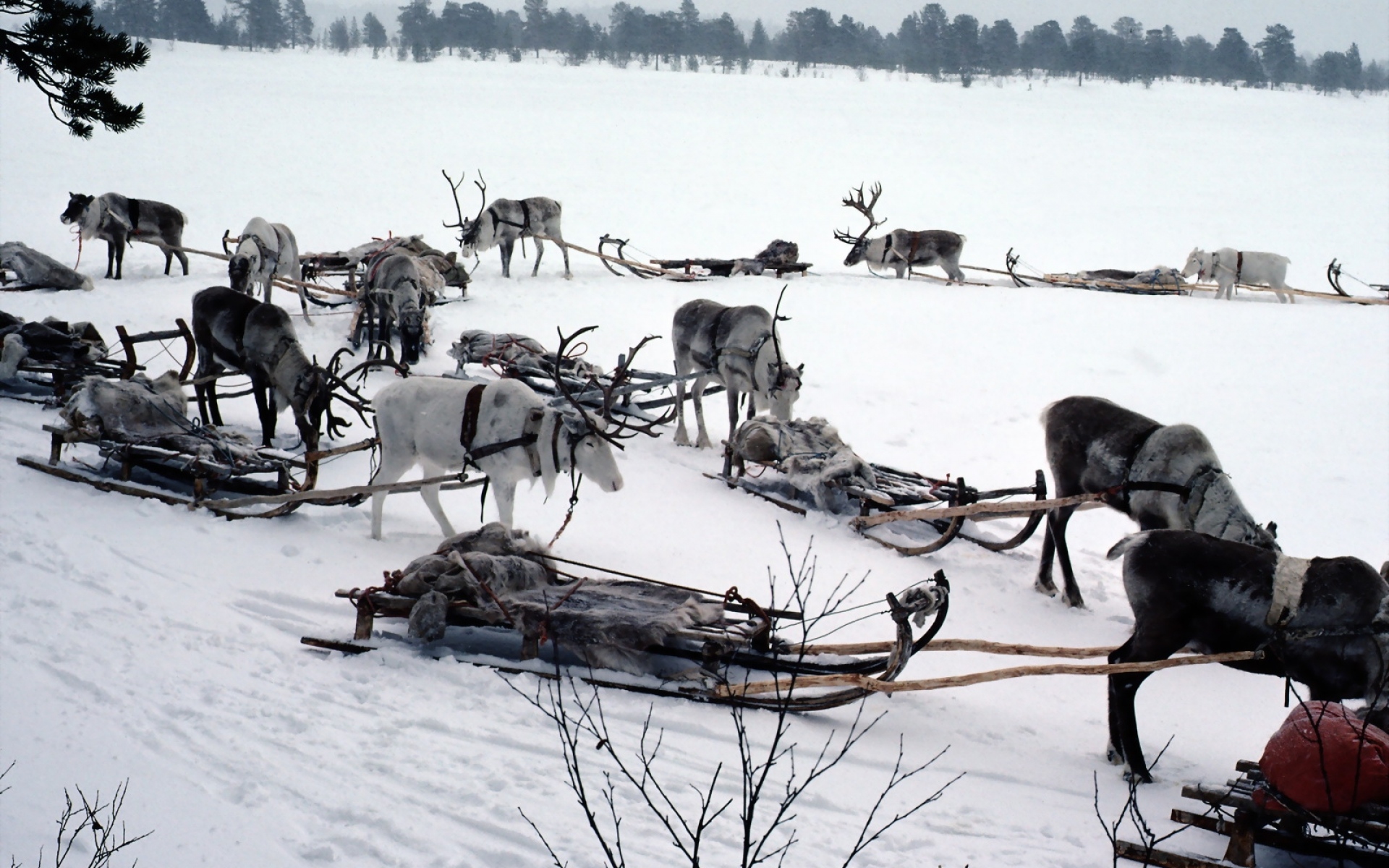 Картинки Снег, олень, санки, команда, транспорт, северный полюс фото и обои на рабочий стол