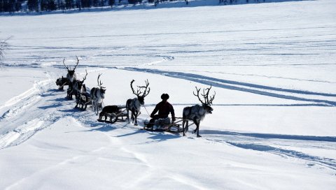 Снег, олень, санки, человек, транспорт, северный полюс