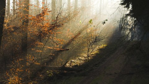 Деревья, дерево, осень, солнечный, свет, утро, рассвет