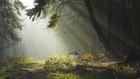 Дерево, деревья, земля, трава, солнечные лучи, свежесть, утро