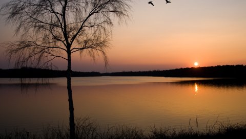 Береза, ветви, упад, берег, озеро
