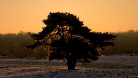 Дерево, снег, крона, закат, вечер