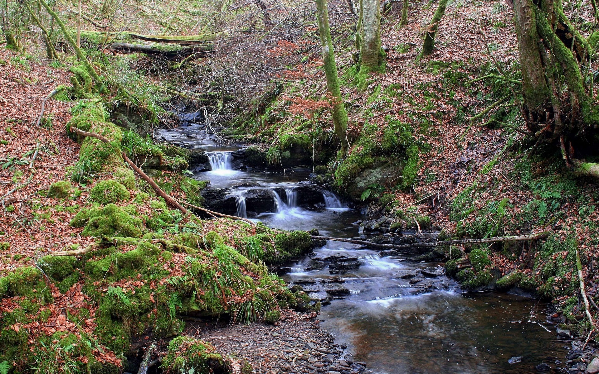 Картинки Поток, дерево, мох, листья, деревья, вода фото и обои на рабочий стол