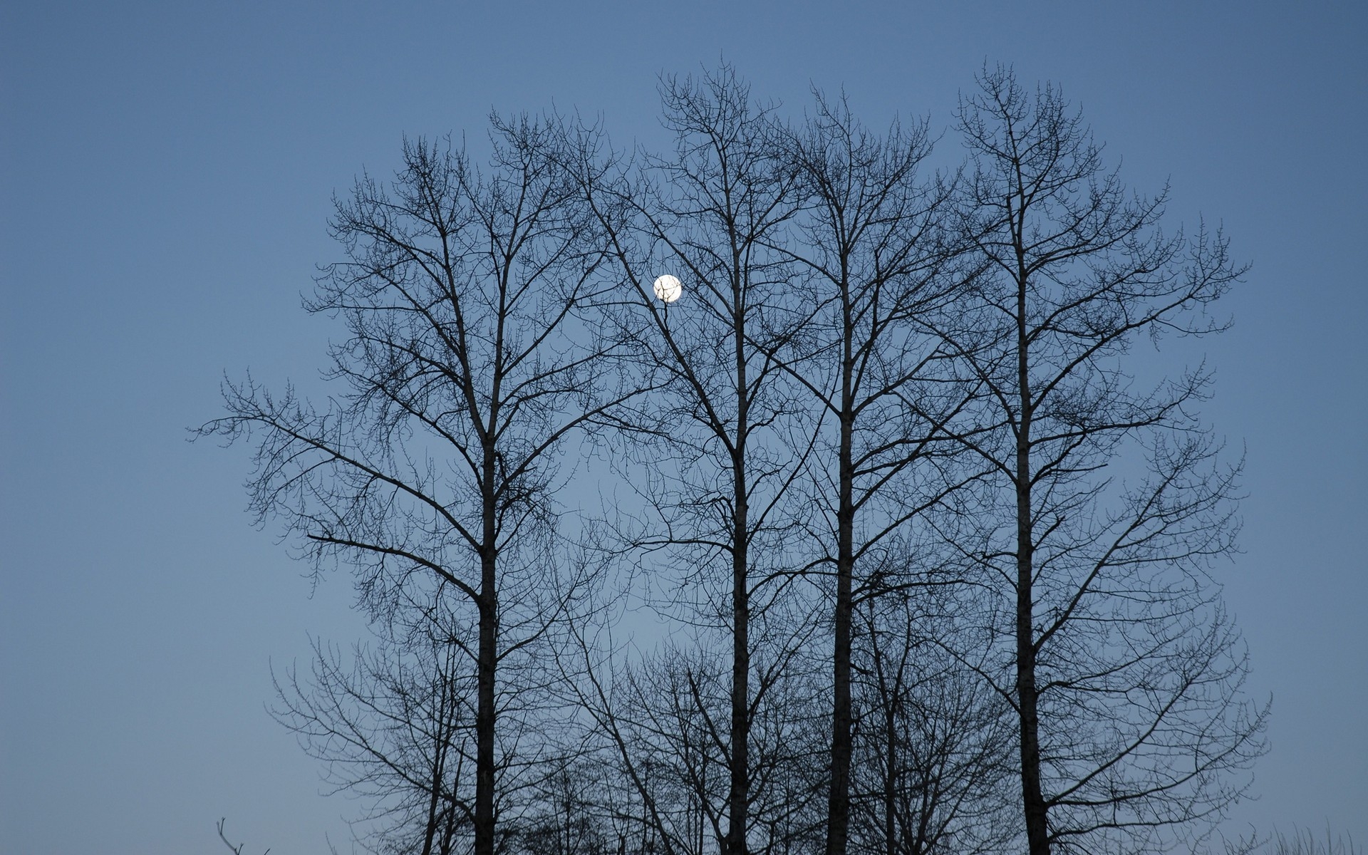 Картинки Вечер, луна, небо, ветви, синий, деревья фото и обои на рабочий стол