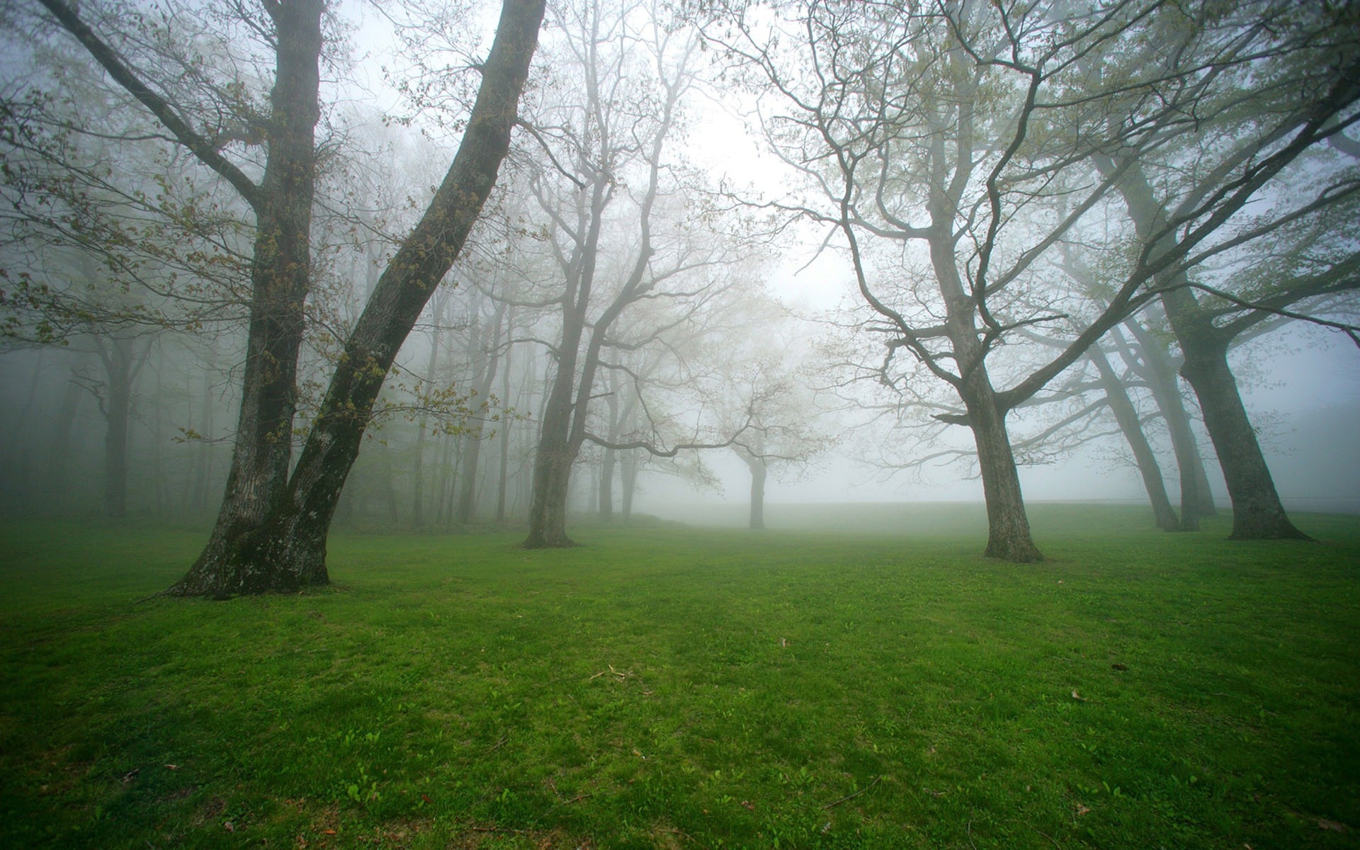 Картинки Туман, трава, деревья, утро, влажность фото и обои на рабочий стол