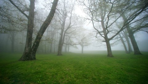 Туман, трава, деревья, утро, влажность