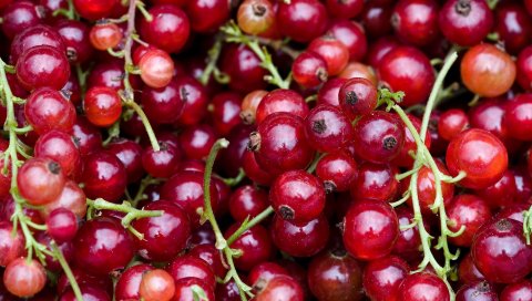 Сахарные палочки, разноцветные, пончики, партия, декор