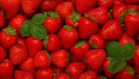 Клубника, спелый, красный, ягодный, листья, фон