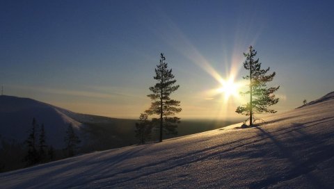 Солнце, сосны, склон, утро