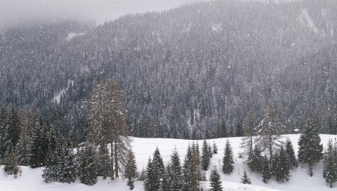 Лес, горы, хвойные, зимние