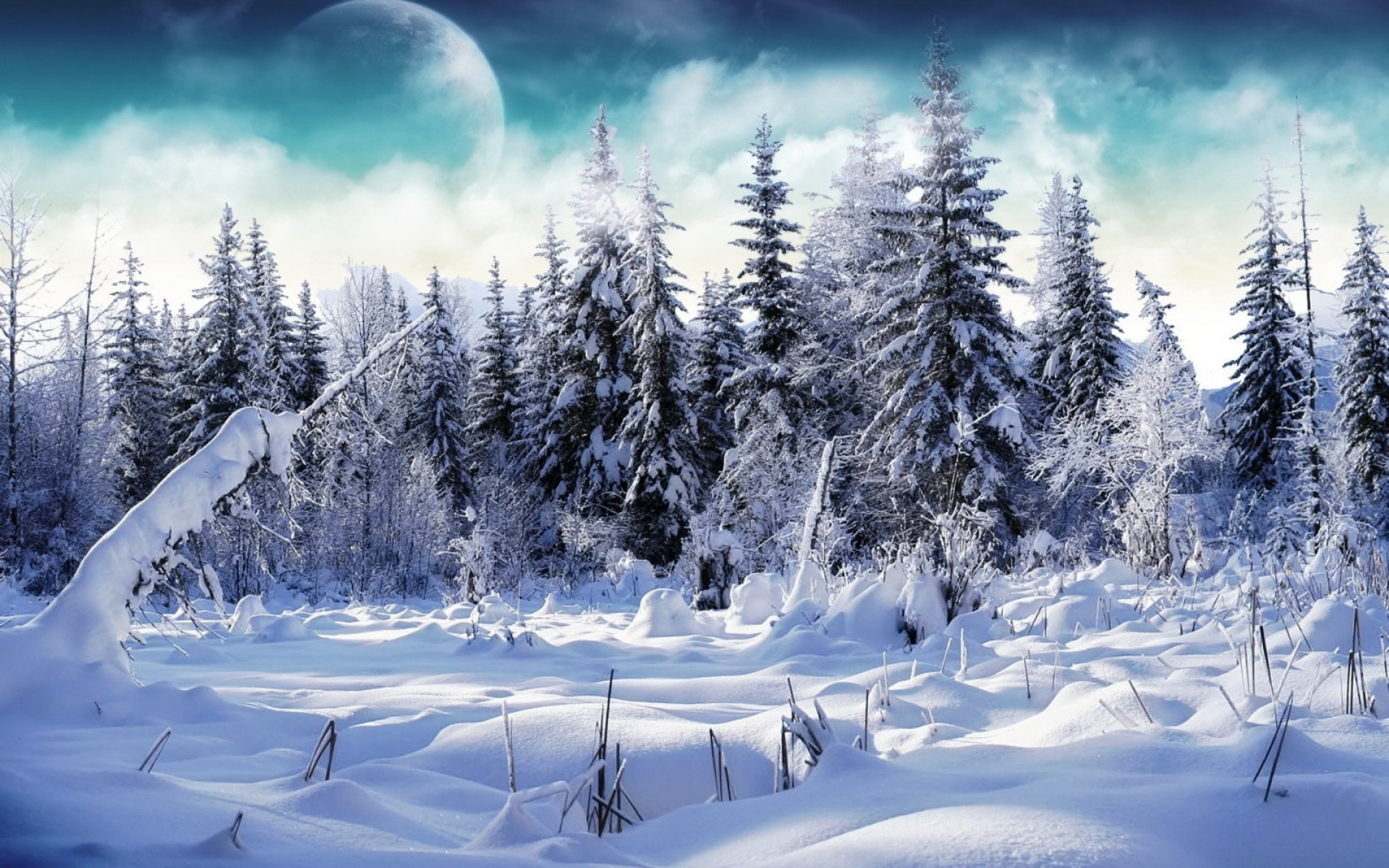 Картинки Дерево, елки, снег, сугробы, туман, луна фото и обои на рабочий стол