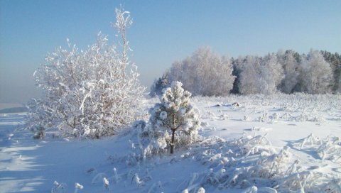 Снег, иней, деревья, холод