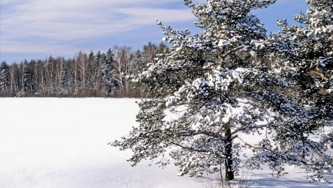 Поле, снег, сугробы, деревья
