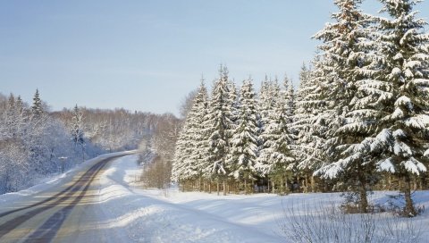 Дорога, ели, зима