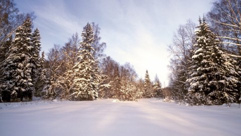Дерево, снег, сугробы, деревья